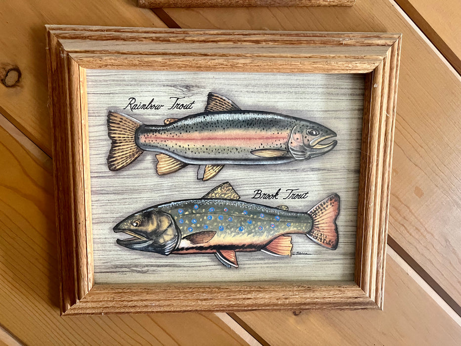 Rainbow trout and brook trout fish picture 32897