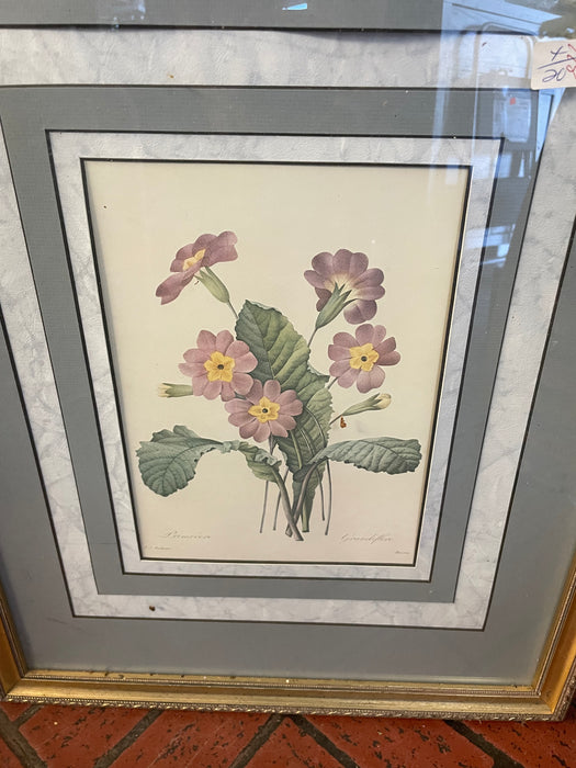 Primrose art print framed picture by Pierre Joseph Redoute 32766