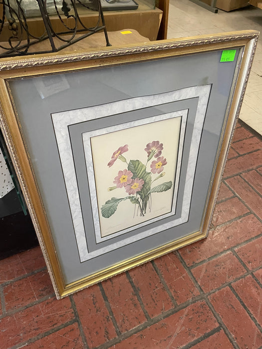 Primrose art print framed picture by Pierre Joseph Redoute 32766