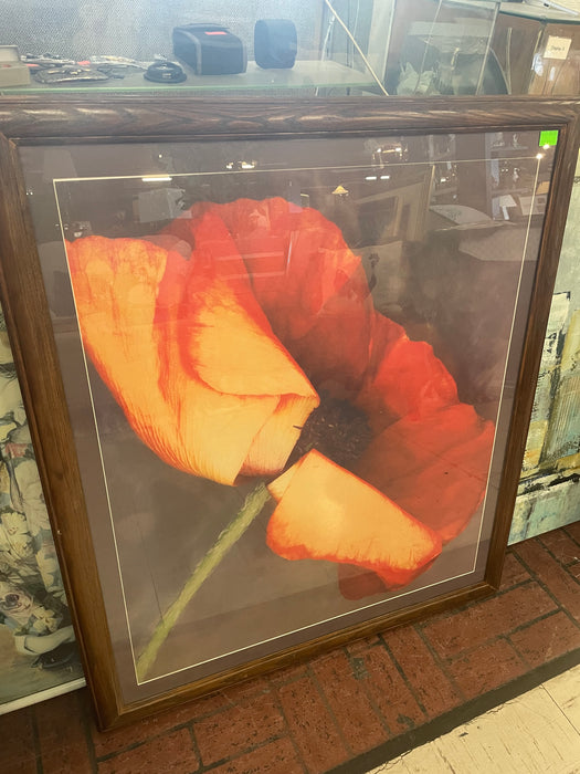 Red poppy flower framed print 33234