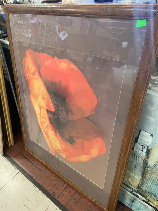 Large red poppy flower framed print 33235